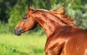 Un cheval à crinière et robe de couleur marron est un cheval :