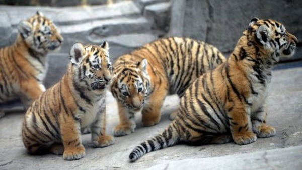 Combien de petits la tigresse du Bengale peut-elle porter ?