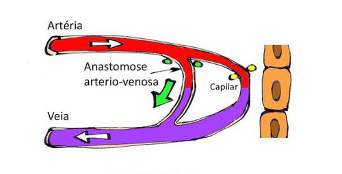 Qual é a função das anastomose arteriovenosas ?