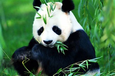 Combien de doigst a le panda ?