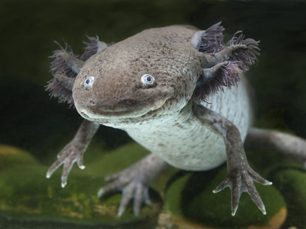 Cette espèce de salamandre a la capacité de passer toute sa vie à l'état larvaire :