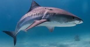 Le requin est-il un poisson ou un mammifère ?