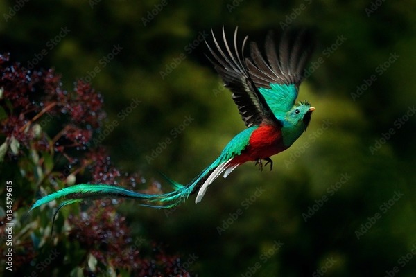 Célèbre pour son beau plumage cet oiseau est un