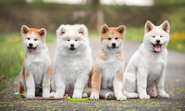 L' Akita Inu fait partie de la même famille que :
