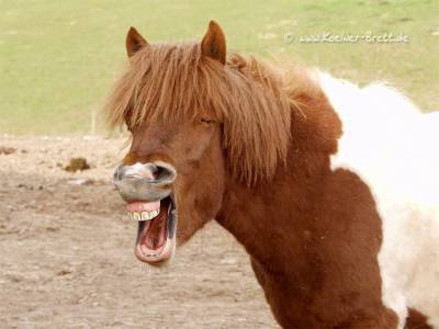 Combien de dents a un cheval ?