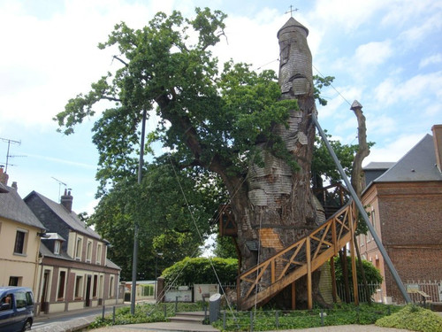 Quel est l'âge du chêne d'Allouville-Bellefosse en Seine-Maritime ?