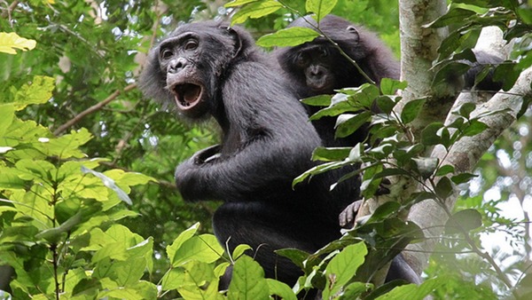Comment surnomme-t-on les bonobos ?