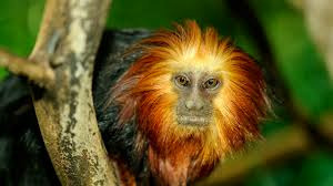C'est bien un petit singe, mais lequel ?