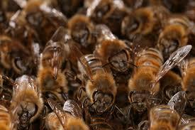 Les abeilles sont-elles nombreuses par ruche ?