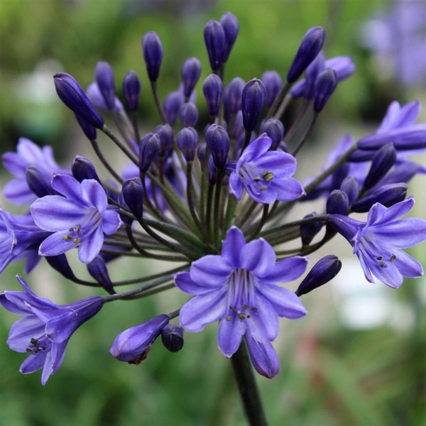 Donnez le nom usuel et le nom botanique de cette fleur :