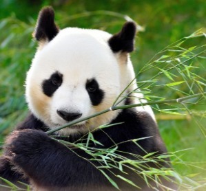 Comment dit-on panda en anglais ?