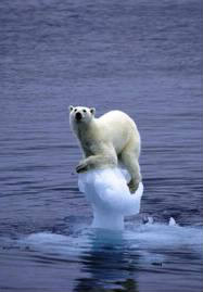 Les ours polaires sont menacés de :