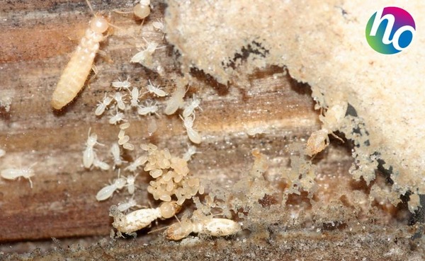 Combien une reine termite pond-elle d'œufs en moyenne par jour ?