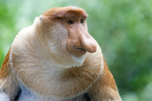 Quel est ce singe connu pour son grand nez ?
