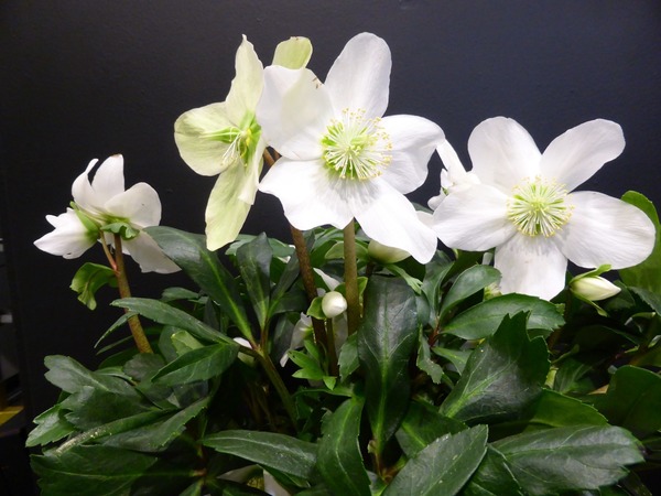 Donnez le nom usuel, le nom botanique et la famille de cette plante :