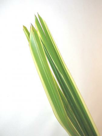 Donnez le nom usuel et le nom botanique de cette fleur ?