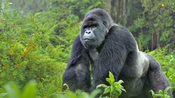 La célèbre éthologue Dian Fossey a dédié sa vie à protéger les primates, et une espèce en particulier. Laquelle ?