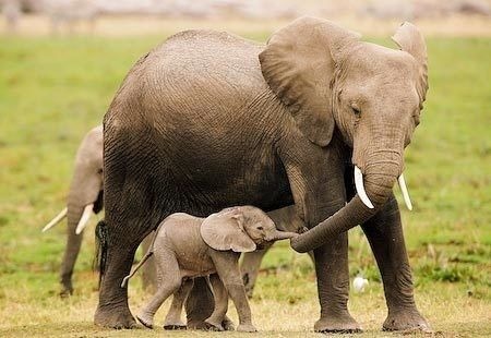 Combien pèse un bébé éléphant ?