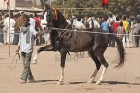 Quels chevaux qui viennent de l'Inde, ont des oreilles tordues ?