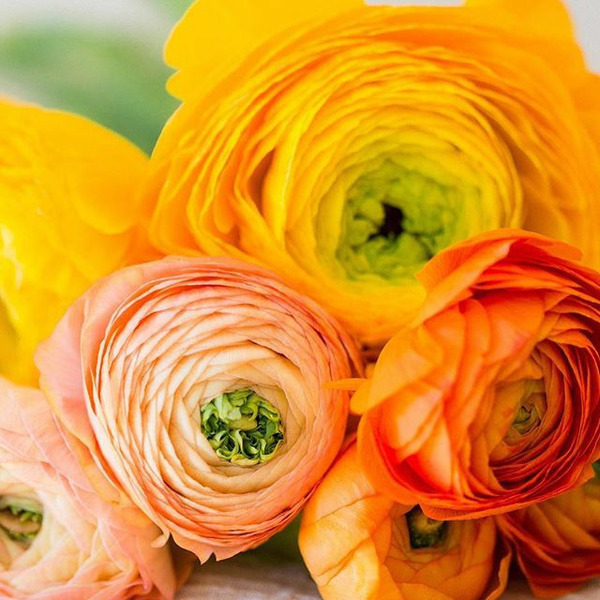 Donnez le nom usuel et le nom botanique de cette fleur :