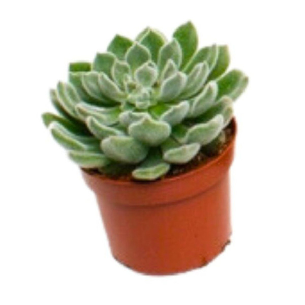 Donnez le nom usuel de cette plante :