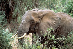 Quelle est la différence entre les éléphants d'Afrique et ceux d’Asie ?