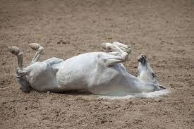 Pourquoi les chevaux aiment-ils se rouler dans le sable sec ?
