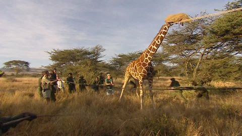 Depuis quand la chasse aux animaux sauvages est-elle interdite au Kenya ?