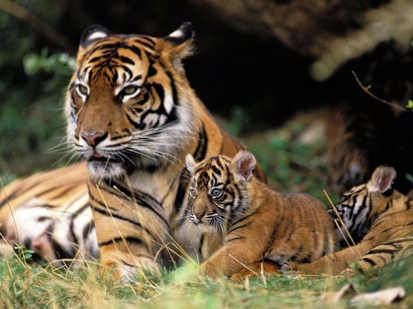 Le tigre de Sumatra fait partie des animaux menacés. Où se trouve Sumatra ?