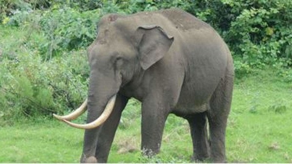 Le bout de la trompe d'un éléphant d'afrique à la forme d'une ...