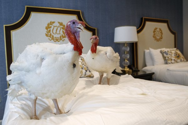 When does the turkeys sleep in the hotel ?
