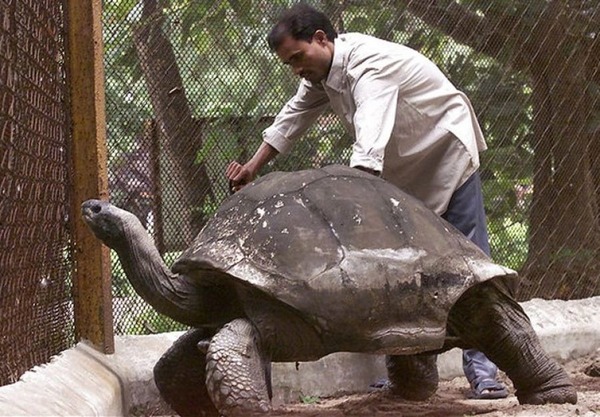 Quel est l'âge record connu pour une tortue ?