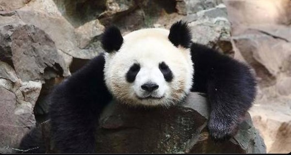 Est-ce que le panda peut être dangereux, et devenir agressif ?