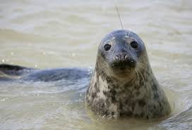 Grey seals can stary under the weater almost one hour