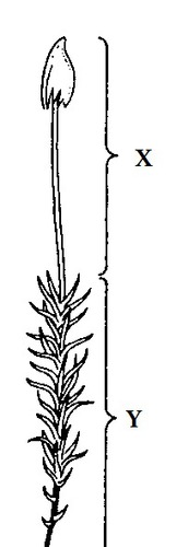 2.Rysunek przedstawia budowę mchu.Wybierz spośród zdań,które określa zaznaczone na rysunku części mchu płonnika (X i Y)