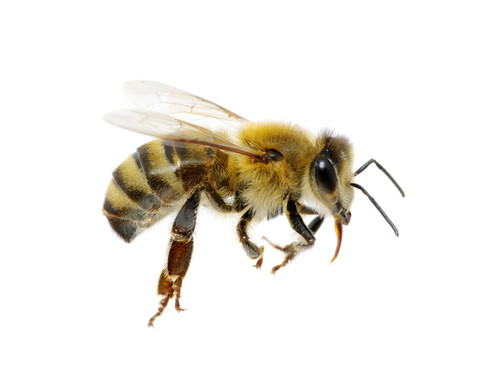 Quel est l'autre nom de l'abeille ?