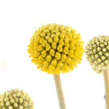 Donnez le nom usuel, le nom botanique et la famille de cette fleur ?