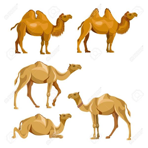 Le chameau possède une seule bosse et le dromadaire en a deux.