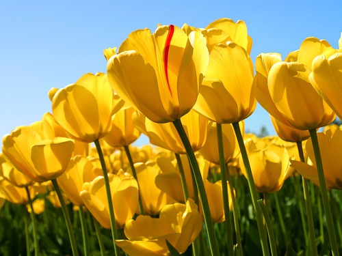 De que cor sao as tulipas mais cumuns