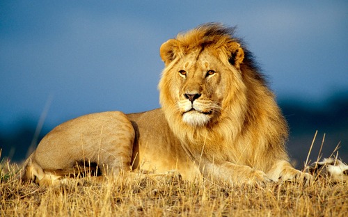 Le lion est :