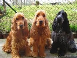 C'est un trio de petits chiens, mais de quelle race ?