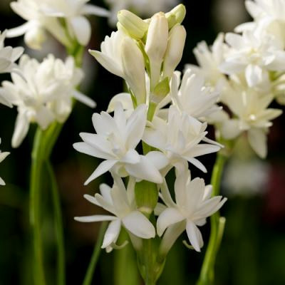 Donnez le nom usuel de cette fleur :