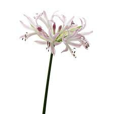 Donnez le nom usuel de cette fleur :