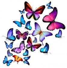 Grupo de borboletas tem como substantivo coletivo ...