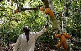 Quel est le premier pays producteur de cacao ?