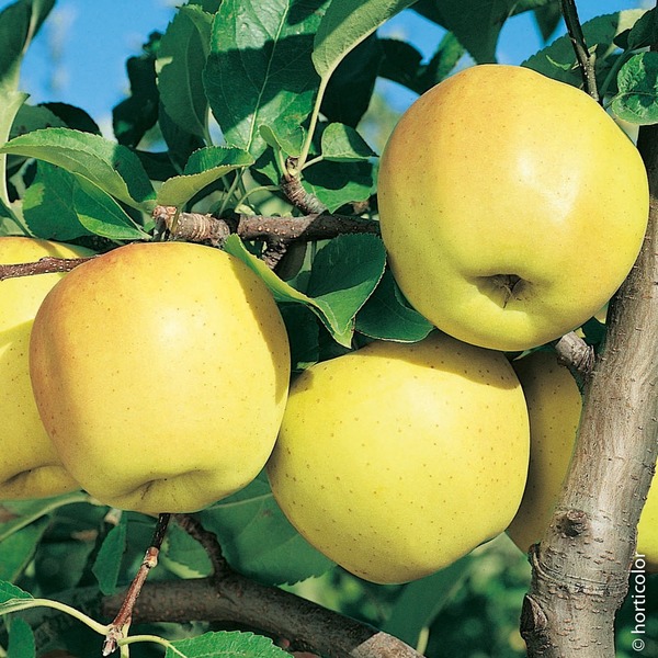 Quelle est la variété de pommes la plus répandue en France ?