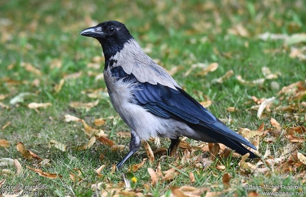Cet oiseau, du genre Corvus, est très proche de sa cousine "noire". Son ventre et son dos sont gris clair. Sa tête, ses ailes et sa queue sont noires.