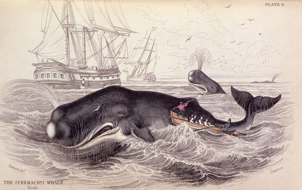 Qui est l'auteur de "Moby Dick" ?