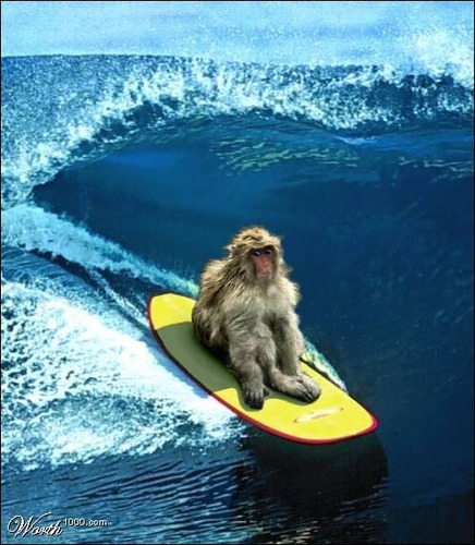 Quel animal fait du surf ?