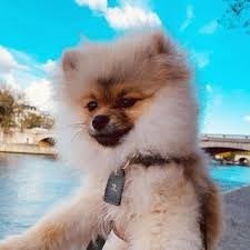 A qui appartient ce chien au nom de Roméo ?